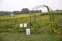 09.13.25 Sunflowers Boxwood Farm