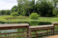 Friend's Pond Fall and Early Summer