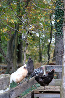 Friends on the Farm